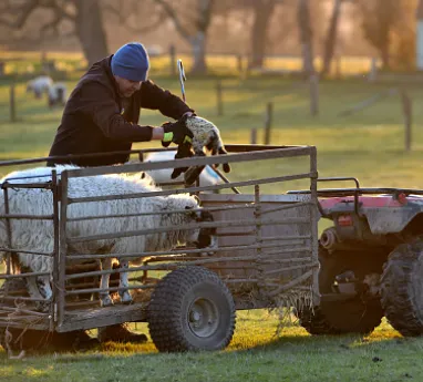 Un agriculteur avec ces agneaux St George